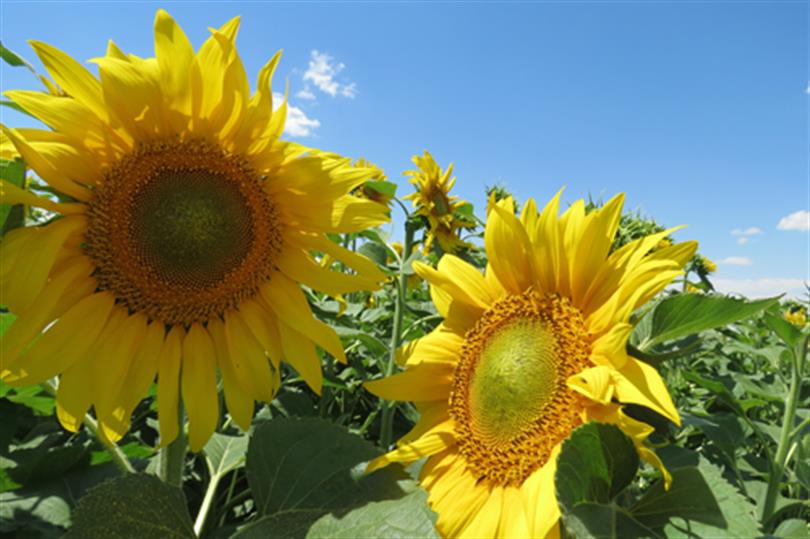 Agriculture in Konya