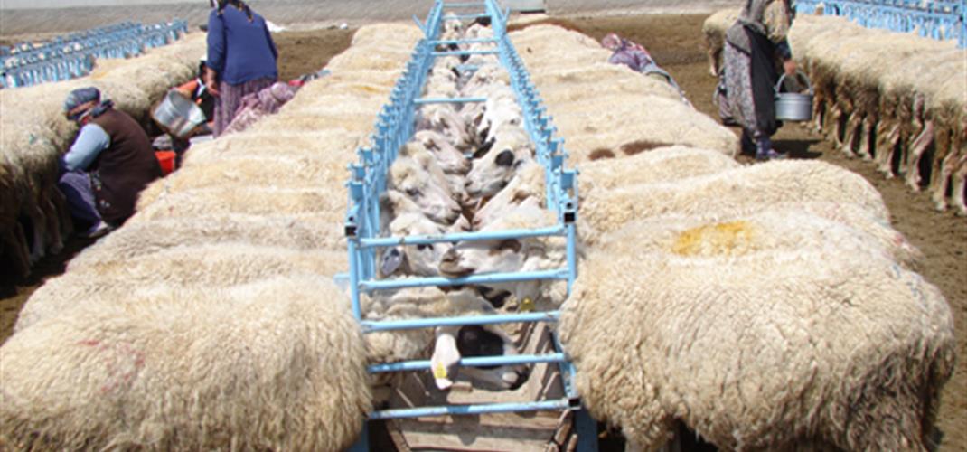 Livestock in Konya