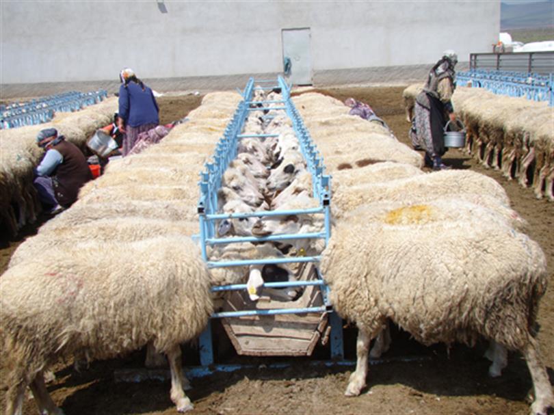 Livestock in Konya