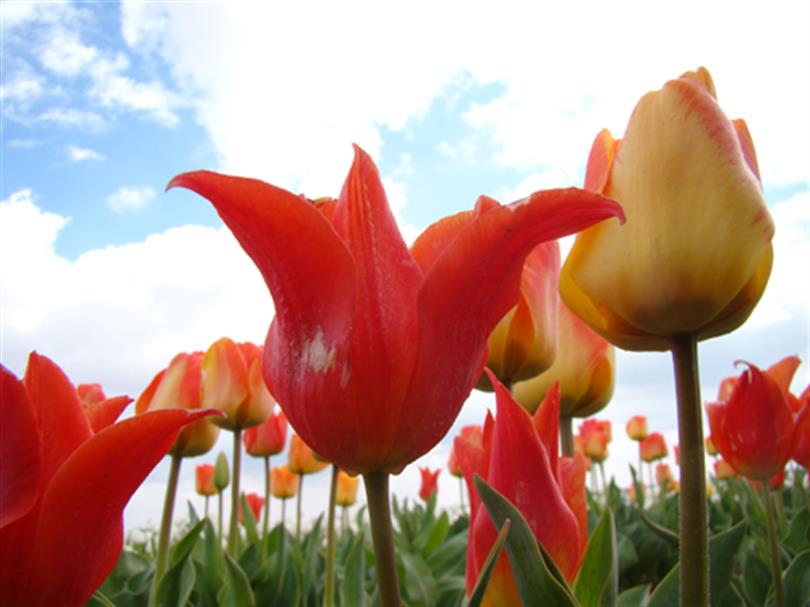 Agriculture in Konya